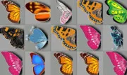 Butterfly Kyodai